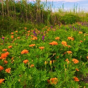 Meet your Posher, Liz